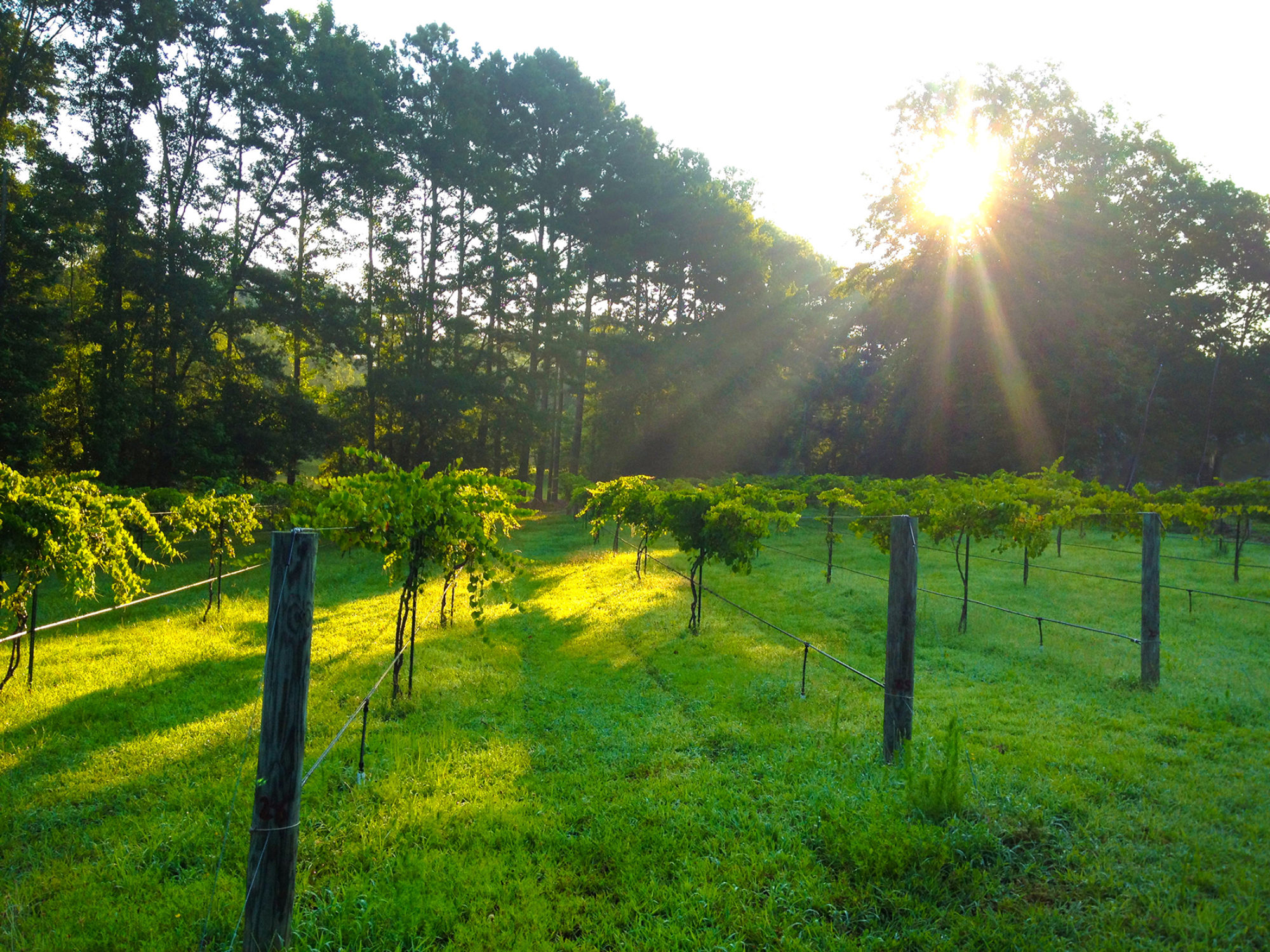 The Fostered Vine